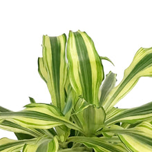 Load image into Gallery viewer, Dracaena, 6in, Sol
