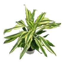 Load image into Gallery viewer, Dracaena, 6in, Sol
