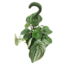 Load image into Gallery viewer, Peperomia, 6in HB, Watermelon