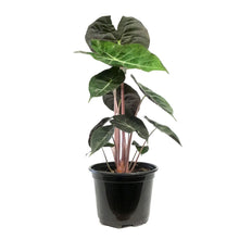 Load image into Gallery viewer, Alocasia, 6in, Pink Dragon