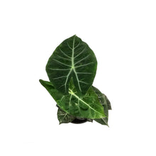 Load image into Gallery viewer, Alocasia, 6in, Pink Dragon