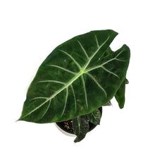 Load image into Gallery viewer, Alocasia, 6in, Pink Dragon