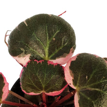 Load image into Gallery viewer, Begonia, 4in, Strawberry Variegated