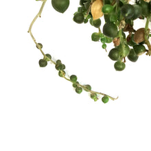 Load image into Gallery viewer, String of Pearls, 7.5in HB, Senecio Rowleyanus