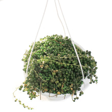 Load image into Gallery viewer, String of Pearls, 7.5in HB, Senecio Rowleyanus