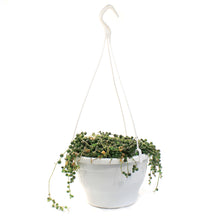 Load image into Gallery viewer, String of Pearls, 7.5in HB, Senecio Rowleyanus
