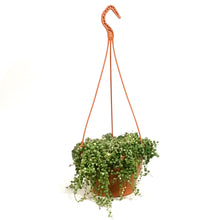 Load image into Gallery viewer, String of Pearls, 7.5in HB, Variegated