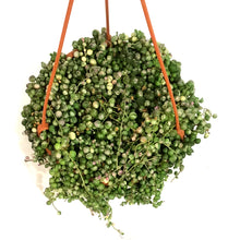 Load image into Gallery viewer, String of Pearls, 7.5in HB, Variegated