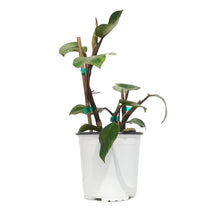 Load image into Gallery viewer, Philodendron, 6in, White Knight