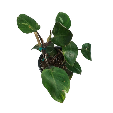 Philodendron, 6in, White Knight