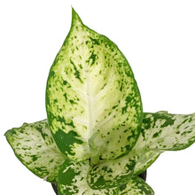 Load image into Gallery viewer, Dieffenbachia, 3.5in, Tropic Snow