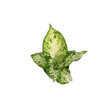 Load image into Gallery viewer, Dieffenbachia, 3.5in, Tropic Snow
