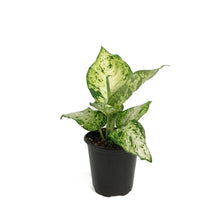 Load image into Gallery viewer, Dieffenbachia, 3.5in, Tropic Snow