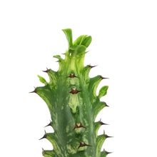 Load image into Gallery viewer, Cactus, 3in, African Milk Tree, Variegated