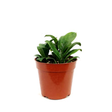 Load image into Gallery viewer, ZZ Plant, 4in, Zamioculcas Zamiifolia Zenzi
