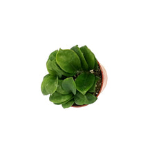 Load image into Gallery viewer, ZZ Plant, 4in, Zamioculcas Zamiifolia Zenzi