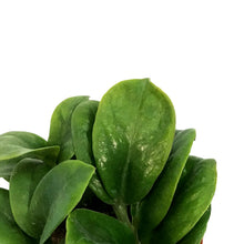Load image into Gallery viewer, ZZ Plant, 4in, Zamioculcas Zamiifolia Zenzi
