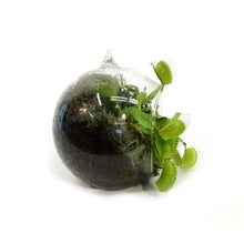 Load image into Gallery viewer, Venus Flytrapin Luna Orb Terrarium