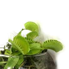 Load image into Gallery viewer, Venus Flytrapin Luna Orb Terrarium
