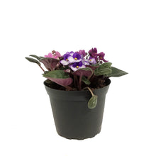 Load image into Gallery viewer, African Violet, 6in, Muliti