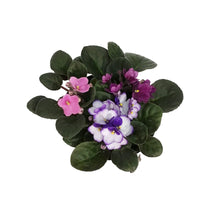 Load image into Gallery viewer, African Violet, 6in, Muliti