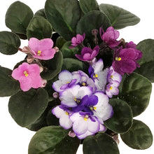 Load image into Gallery viewer, African Violet, 6in, Muliti