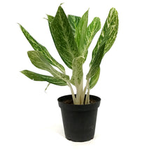Load image into Gallery viewer, Aglaonema, 5in, Golden Madonna