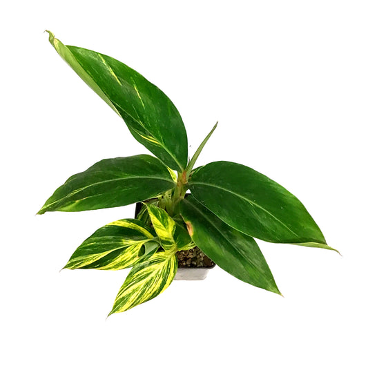 Shell Ginger, 5in, Variegated