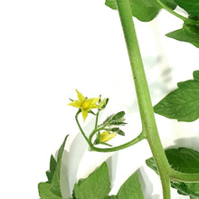 Load image into Gallery viewer, Proven Winners© Tomato, 4.5in, Patio Sunshine