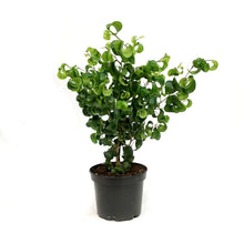 Load image into Gallery viewer, Ficus, 6in, Weeping Fig, Curly