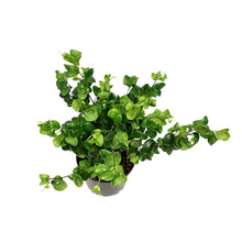 Load image into Gallery viewer, Ficus, 6in, Weeping Fig, Curly
