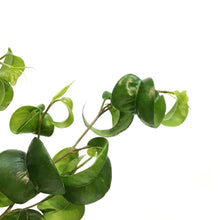 Load image into Gallery viewer, Ficus, 6in, Weeping Fig, Curly