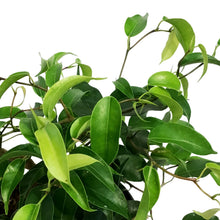 Load image into Gallery viewer, Ficus, 6in, Weeping Fig, Zig Zag