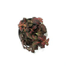 Load image into Gallery viewer, Fittonia, 4in, Nerve Plant Mini