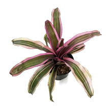 Load image into Gallery viewer, Bromeliad, 6in, Neoregelia Pink Magic