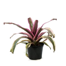 Load image into Gallery viewer, Bromeliad, 6in, Neoregelia Pink Magic