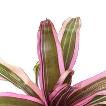 Load image into Gallery viewer, Bromeliad, 6in, Neoregelia Pink Magic
