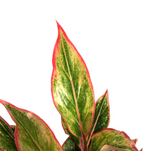 Load image into Gallery viewer, Aglaonema, 5in, Siam Aurora Red