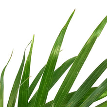 Load image into Gallery viewer, Palm, 5in, Cataractarum