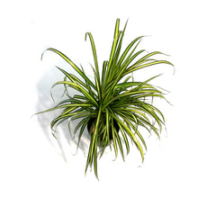 Load image into Gallery viewer, Dracaena, 5in, Kiwi