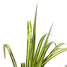 Load image into Gallery viewer, Dracaena, 5in, Kiwi