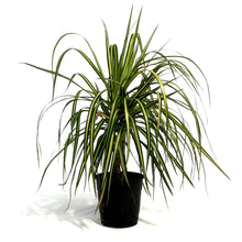 Load image into Gallery viewer, Dracaena, 5in, Kiwi