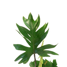 Load image into Gallery viewer, Philodendron, 6in, Tahiti
