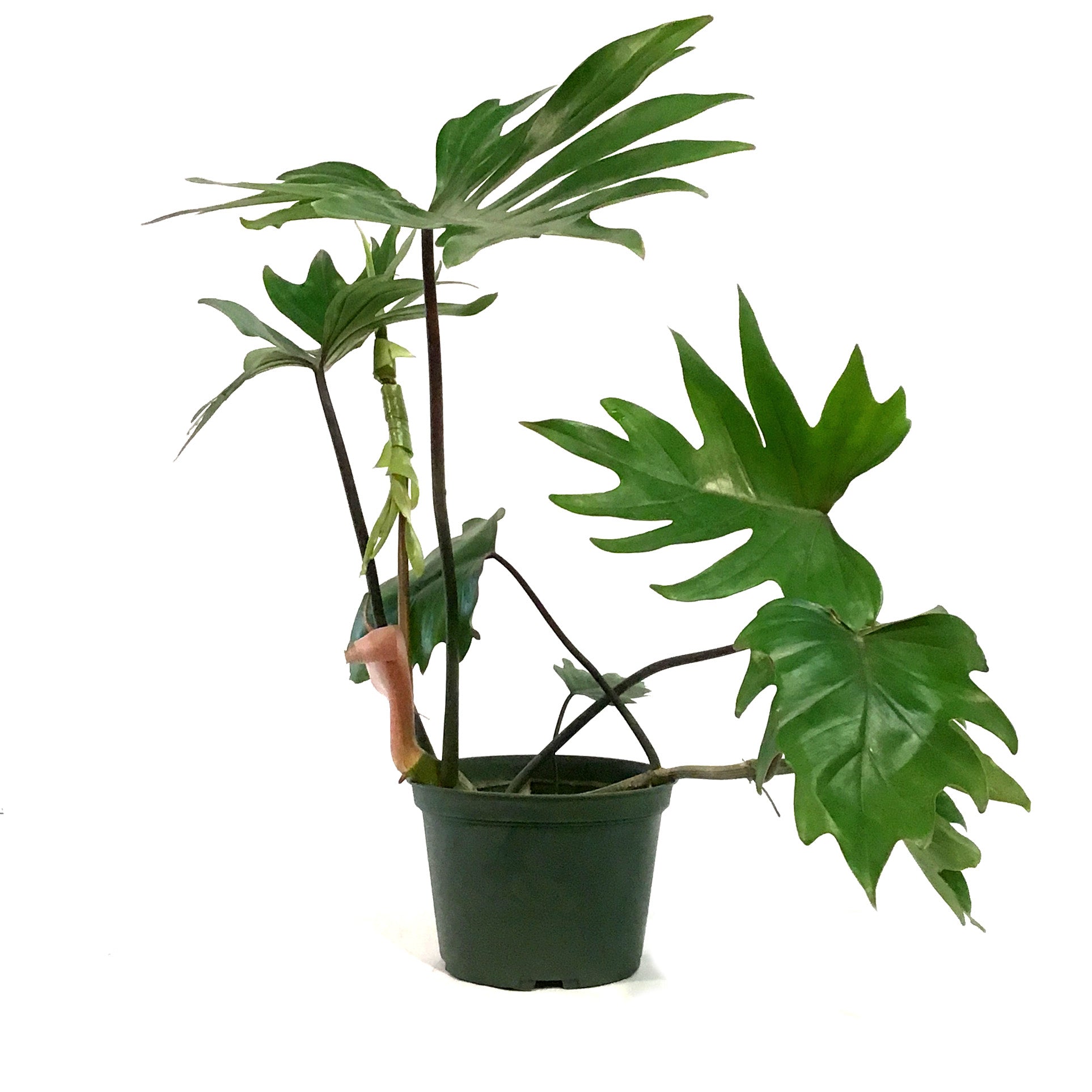 radiatum philodendron Philodendron radiatum variegated (wk18-P)