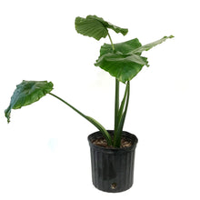 Load image into Gallery viewer, Alocasia, 10in, Odora