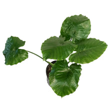 Load image into Gallery viewer, Alocasia, 10in, Odora