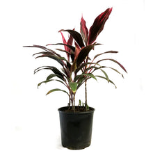 Load image into Gallery viewer, Cordyline, 10in, Golden Edge