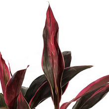 Load image into Gallery viewer, Cordyline, 10in, Golden Edge