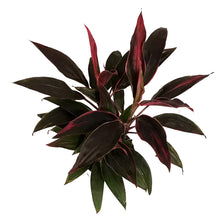 Load image into Gallery viewer, Cordyline, 10in, Golden Edge