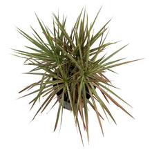 Load image into Gallery viewer, Dracaena, 10in, Bicolor Tips